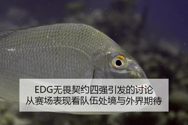 EDG无畏契约四强引发的讨论 从赛场表现看队伍处境与外界期待